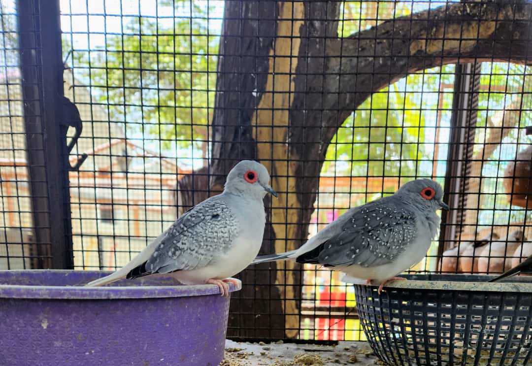 Bird Zone